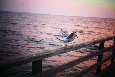 Seagull perching on railing by sea against sky during sunset