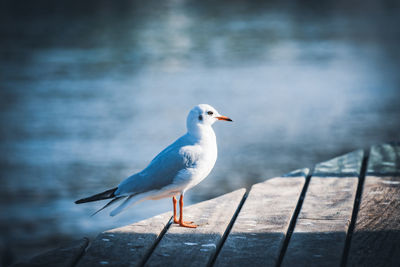 Close-up of seagull perching on wooden post