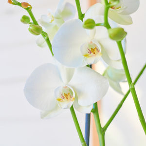 Close-up of white flowers blooming outdoors