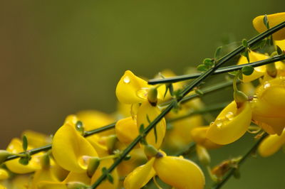 Close-up of yellow flowering plant