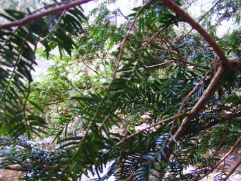 Low angle view of tree