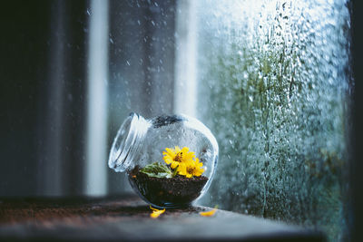 Close-up of flowering plant in jar on table by wet window