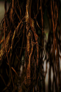 Close-up of dried plant