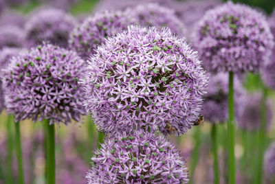 Close-up of purple flowering plant