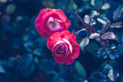 Close-up of rose blooming outdoors