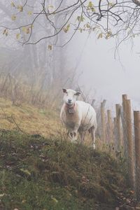 Portrait of dog standing on field