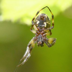 Close-up of spider