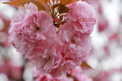 Close-up of pink cherry blossoms