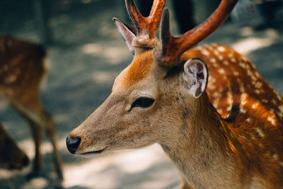 Close-up of deer