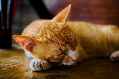 Close-up of cat sleeping on the chair