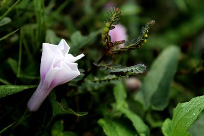 Close-up of pink rose