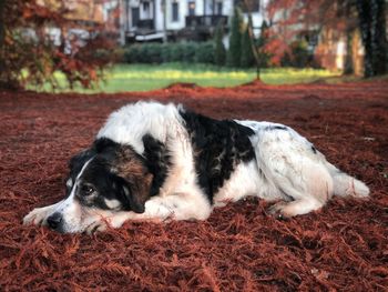 Sheepdog resting on red pine needles fallen on the ground in autumn