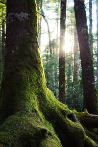 Trees in forest