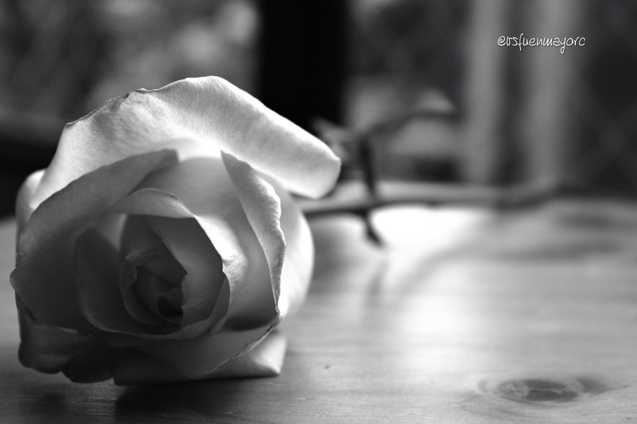 flower, petal, focus on foreground, beauty in nature, nature, fragility, close-up, no people, rose - flower, flower head, indoors, freshness, day