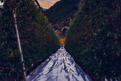 High angle view of trees on mountain