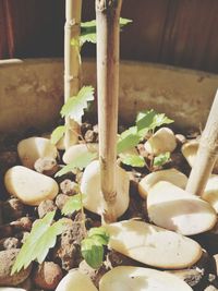 High angle view of mushrooms growing on plant