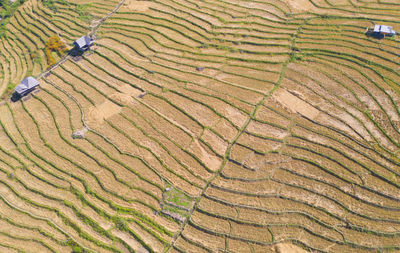 High angle view of rice paddy on field