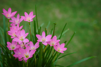 Close-up of pink flowering plant