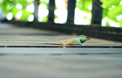 Close-up of lizard