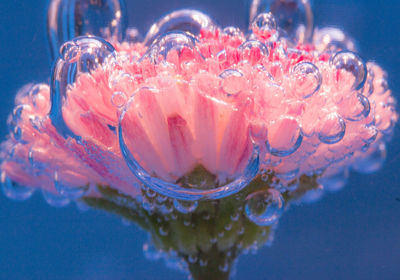 Close-up of flower in water