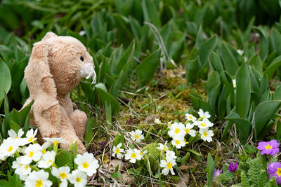 High angle view of stuffed toy on field