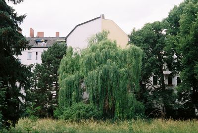 Trees and plants growing on field against buildings