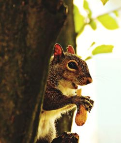 Close-up of squirrel eating peanut by tree trunk 