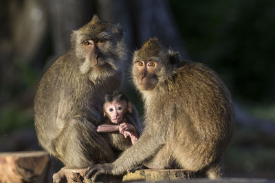 Monkeys sitting outdoors