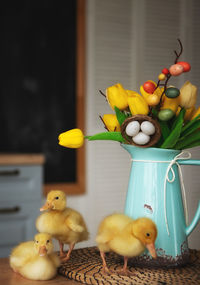 View of a bird with stuffed toy