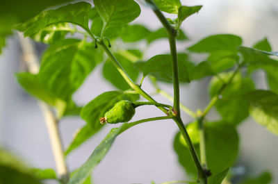 Close-up of insect on leaf