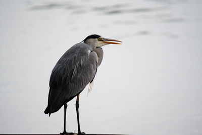 Close-up of a bird