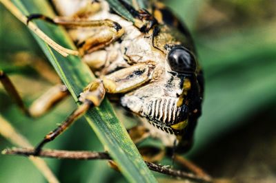 Close-up of insect on leaf