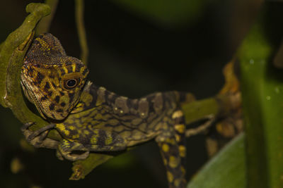Close-up of a lizard