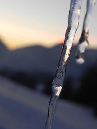 Close-up of icicles in water during winter