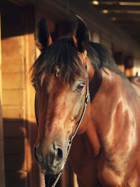 Close-up of horse in stable