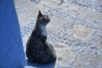 High angle view of a cat sitting on footpath