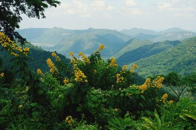 Plants and mountains against sky