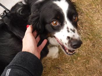 Close-up of hand holding dog