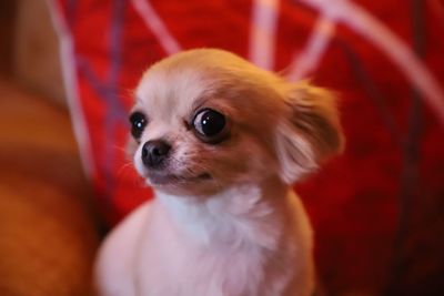 Close-up portrait of a dog