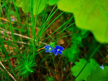 High angle view of purple flowering plant on field