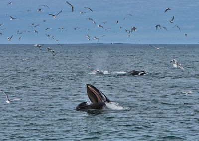 Whales swimming in sea against birds