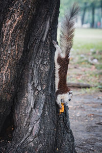 Close-up of squirrel on tree trunk