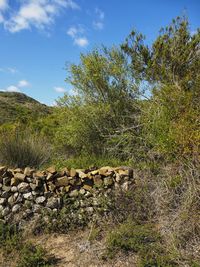 Stack of logs on field in forest