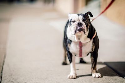 Portrait of dog