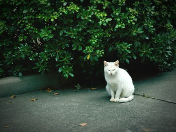 White cat sitting by plants