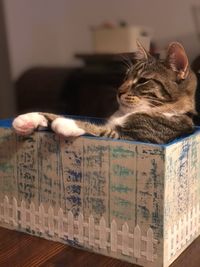 Close-up of cat on book at home