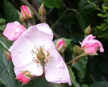 Close-up of pink flowering plant