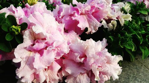 Close-up of pink flowers blooming outdoors