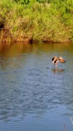 Ducks swimming in lake