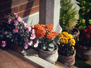 Close-up of potted plants